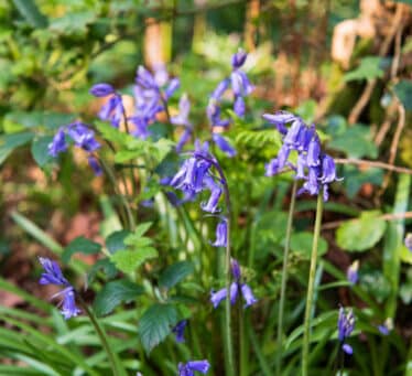 Bluebells, Co. Armagh